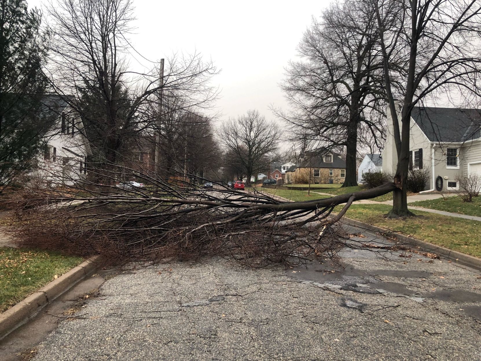 Tree down